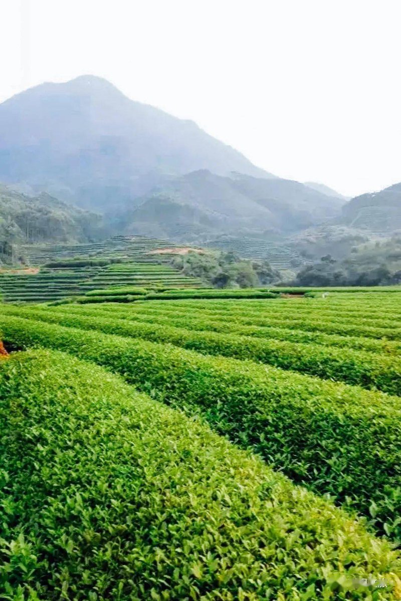 正山小种茶叶价格为何波动?从历史数据看趋势